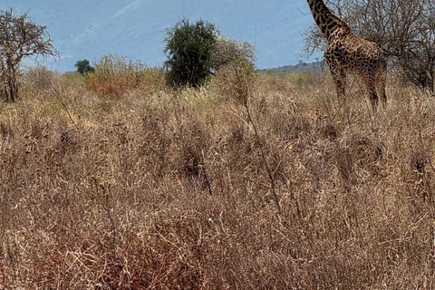 Nairobi: 4 Days epic trip to Amboseli, Tsavo West & East