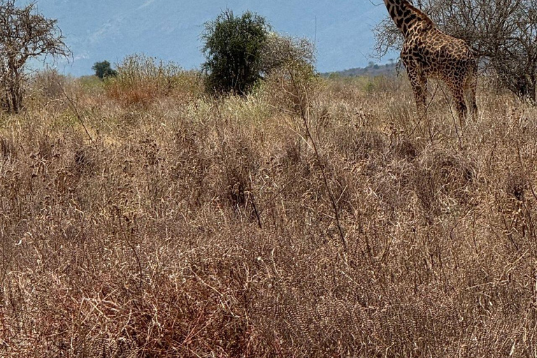 Nairobi: 4 Days epic trip to Amboseli, Tsavo West & East