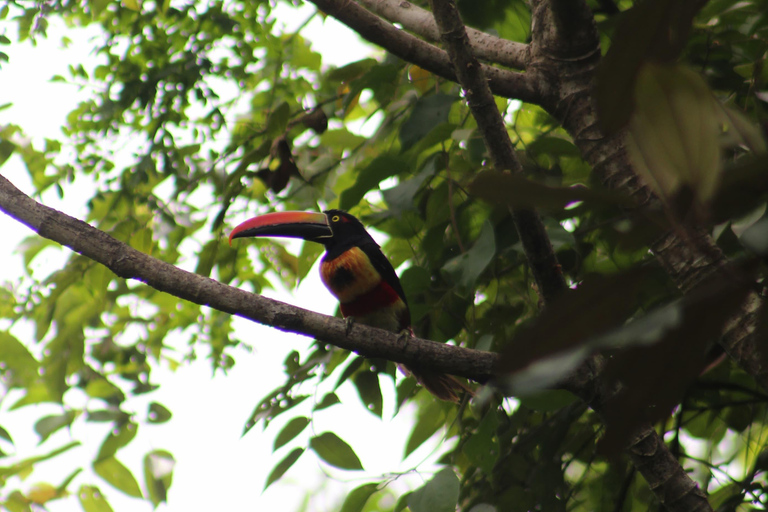 Boquete: Familientour (Caldera-Erlebnisse)