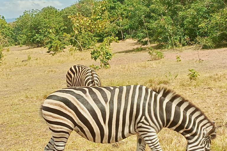 Accra: Cerimonia di assegnazione del nome ancestrale e tour culturale di un giorno