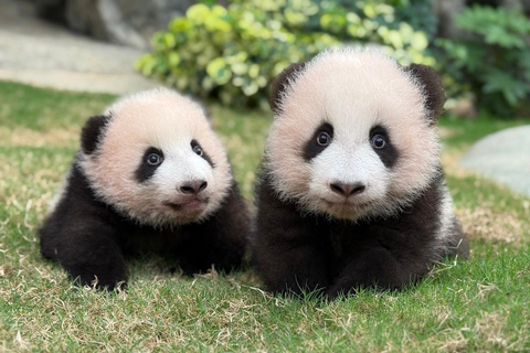 Hong Kong: ticket de acceso a Ocean Park + menú indio superiorTicket de entrada a Ocean Park + menú superior (OSTK0425)