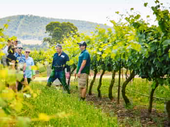 De Sydney: excursão de 1 dia ao Hunter Valley com almoço