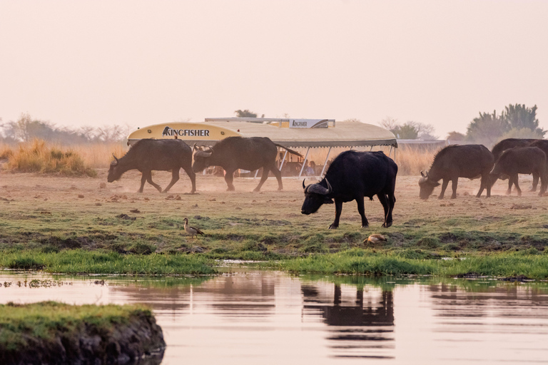 From Victoria Falls: 3 hour Chobe River Sunset Cruise