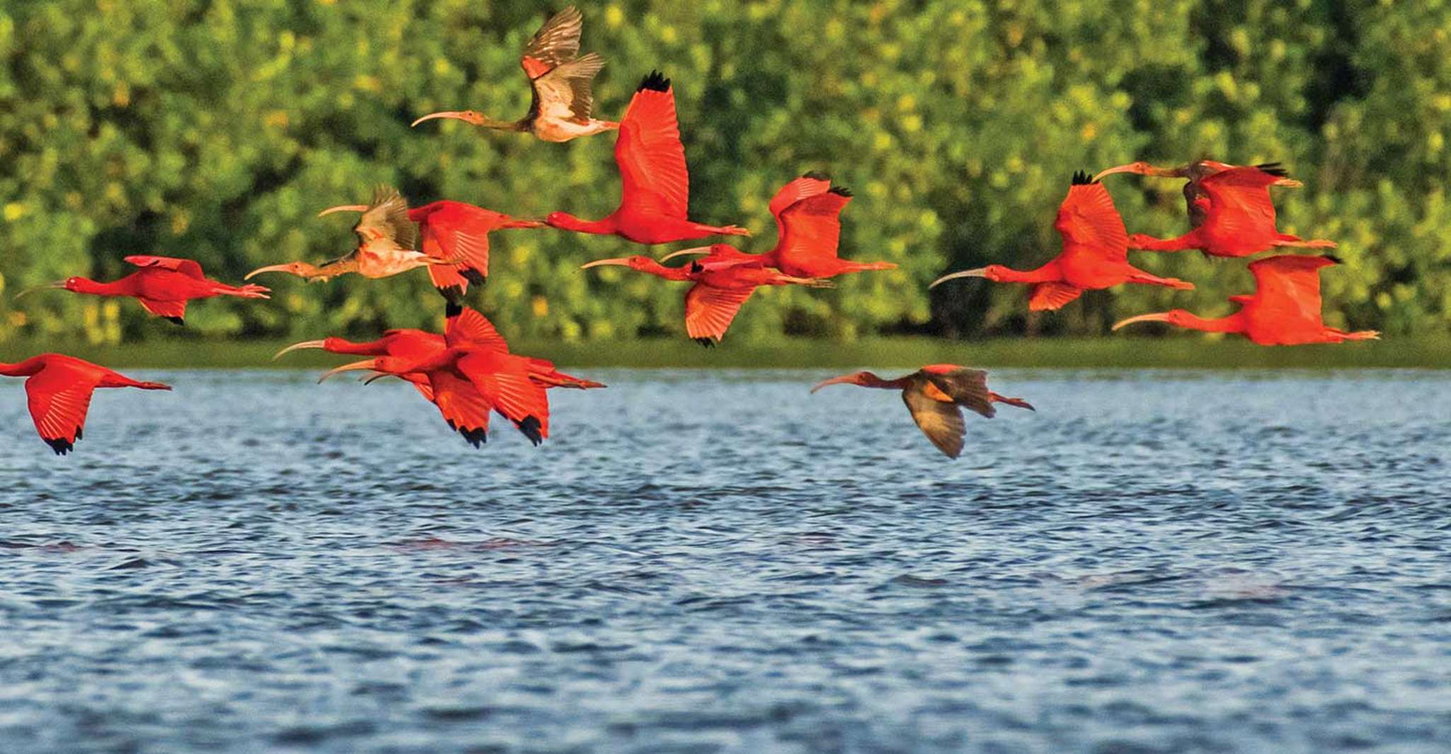 Caroni Swamp Wildlife Tour - Housity