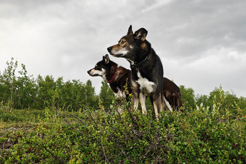 Abisko: Husky Hike in Abisko Valley with Alaskan Huskies
