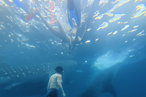 Lombok to Komodo 4D3N Sailing Adventure Gili Room: Queen bed + 2x Single bunkbed