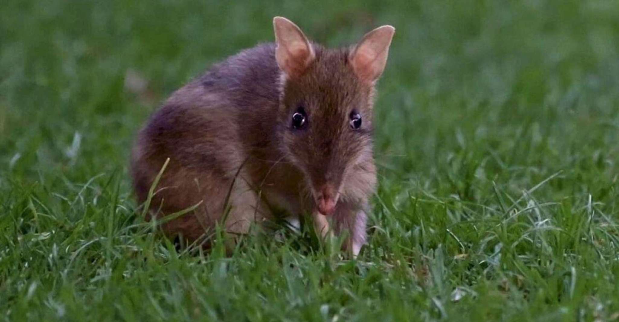 Phillip Island Penguin Parade with Expert Local Guide photo 16