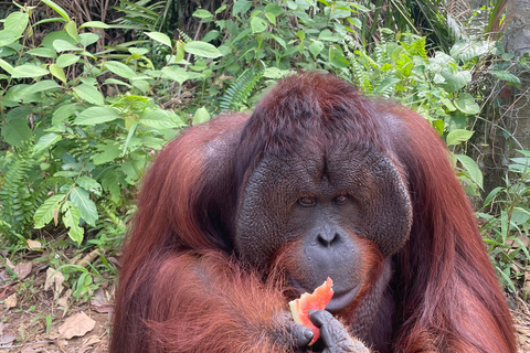 Penang: Orangutan Sanctuary and George Town Private Tour