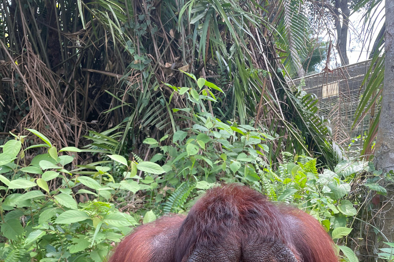 Penang: Orangutan Sanctuary and George Town Private Tour