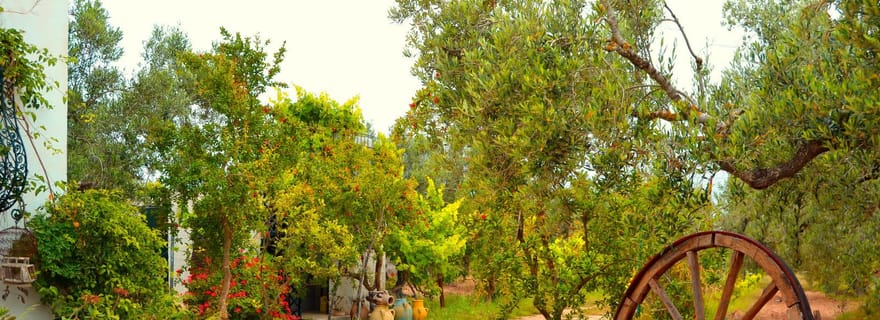 Mahdia : Journée à la campagne