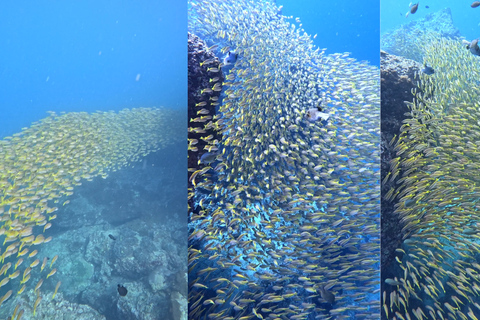 Phi Phi Islands: Shark Snorkeling Phi Phi Islands: PRIVATE VIP Shark Snorkeling - 4h