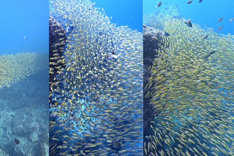 Phi Phi Islands: Shark Snorkeling Phi Phi Islands: PRIVATE VIP Shark Snorkeling - 4h