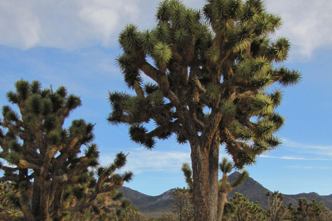 Grand Canyon Hoover Dam and Joshua Tree VIP Small Group Tour