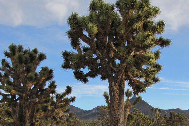 Grand Canyon Hoover Dam and Joshua Tree VIP Small Group Tour