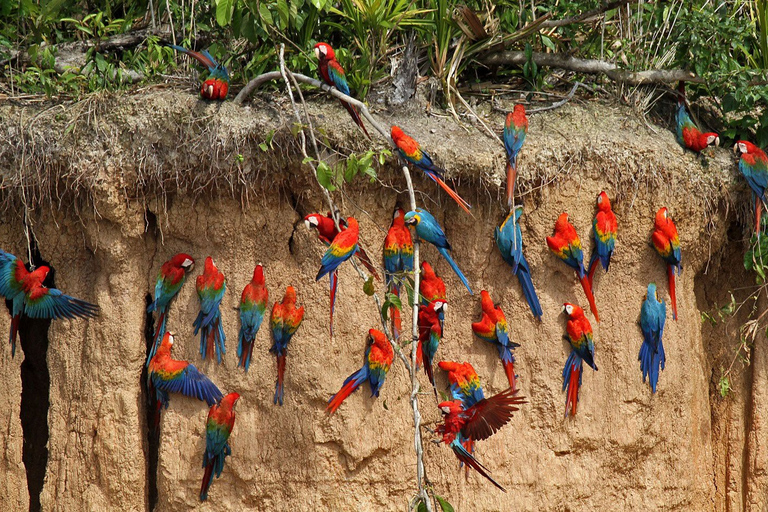 Madre de Dios: Abenteuer im Tambopata-Dschungel 3Days/2Nights