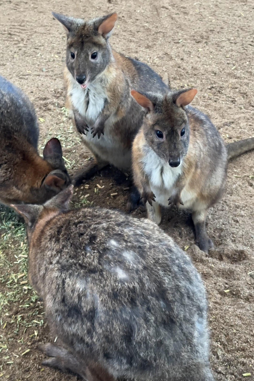 【速達付き@5500】トップシータービー(大群生) 538514 - キンボシ株式会社