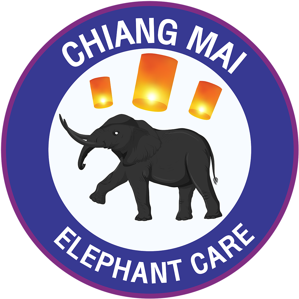 chiangmai-elephant-care-at-chiangmai-ele-getyourguide